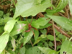 Polistes tenebricosus