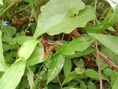 Polistes tenebricosus
