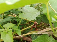 Polistes tenebricosus