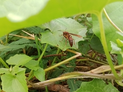 Polistes tenebricosus