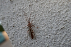 Ophion obscuratus