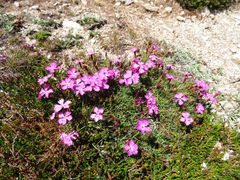 Dianthus vigoi