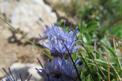 Jasione