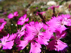 Dianthus vigoi