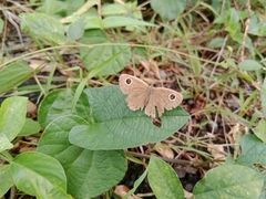 Ypthima