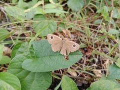 Ypthima