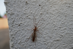 Ophion obscuratus