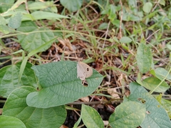 Ypthima