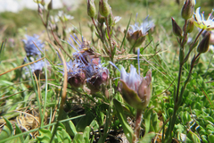 Jasione