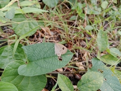 Ypthima