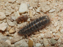 Dermestes