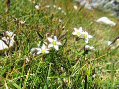 Minuartia
