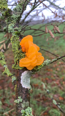 Tremella mesenterica