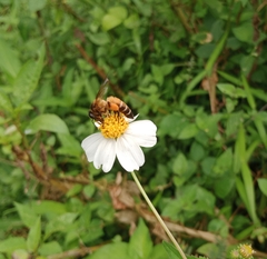 Apis dorsata