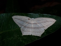 Acropteris ciniferaria