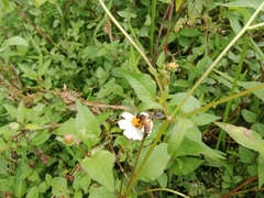 Apis dorsata