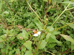 Apis dorsata
