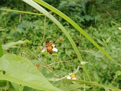Apis dorsata