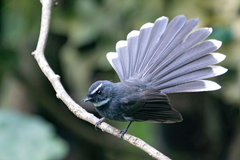 Rhipidura albicollis