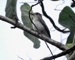 Muscicapa dauurica