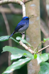 Niltava macgrigoriae