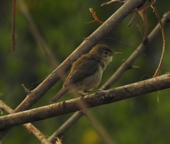 Acrocephalus dumetorum