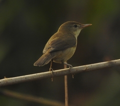 Acrocephalus dumetorum