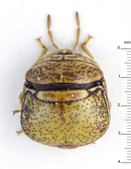 Plataspidae