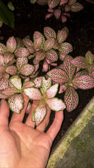 Fittonia albivenis