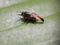 Trypoxylon