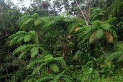 Cyathea arborea