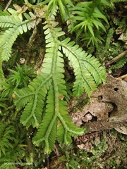 Selaginella doederleinii