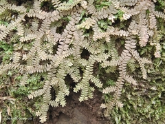 Selaginella uncinata