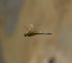Hydrobasileus brevistylus