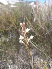 Satyrium eurycalcaratum