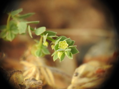 Andrachne telephioides