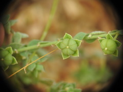 Andrachne telephioides