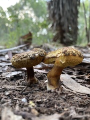 Boletellus