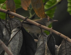 Acrocephalus dumetorum