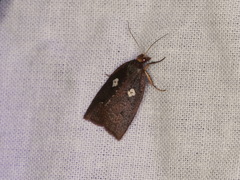 Planotortrix excessana