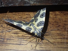 Pantherodes