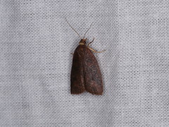 Planotortrix excessana