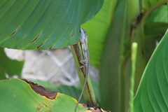 Anolis quercorum