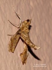 Terastia africana
