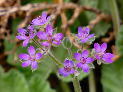 Erodium malacoides