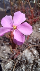 Drosera