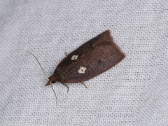 Planotortrix excessana