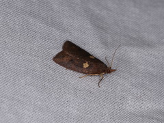 Planotortrix excessana