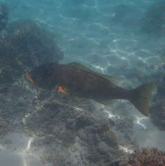 Lethrinus xanthochilus