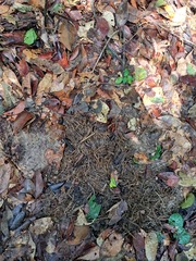 Loxodonta cyclotis
